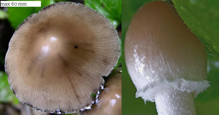 Psathyrella sp.da determinare.
